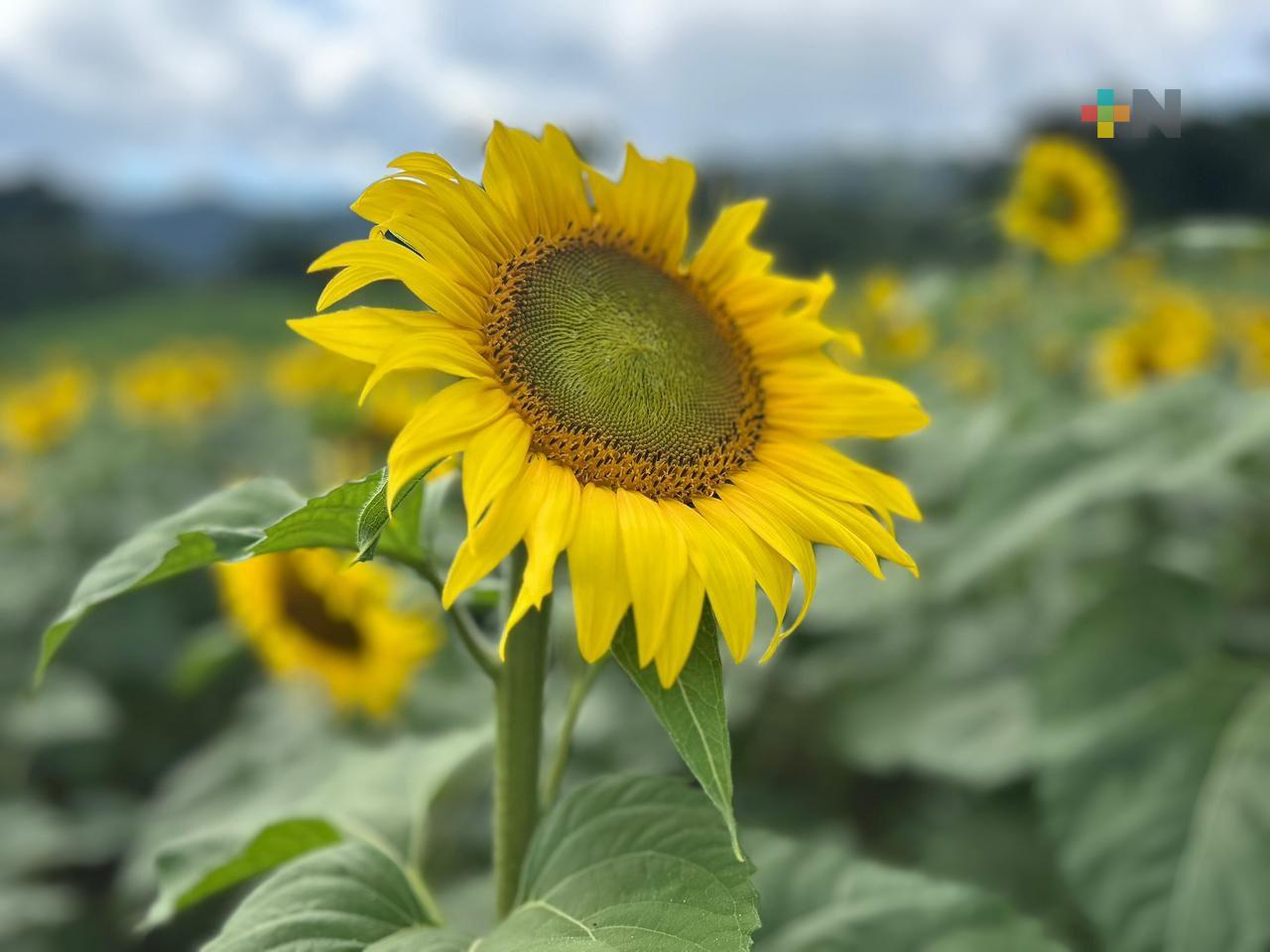 Más de 8 mil girasoles florecen en campos de San Pablo Coapan