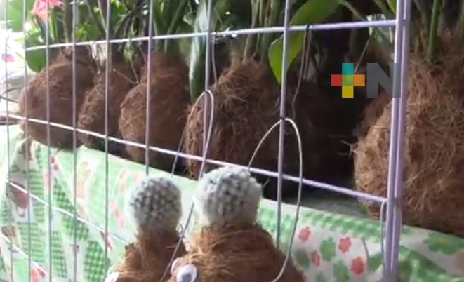 Transforma residuos de coco en macetas