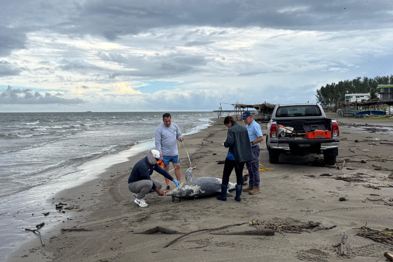 Reportan hallazgo de un delfín muerto en playa de Alvarado