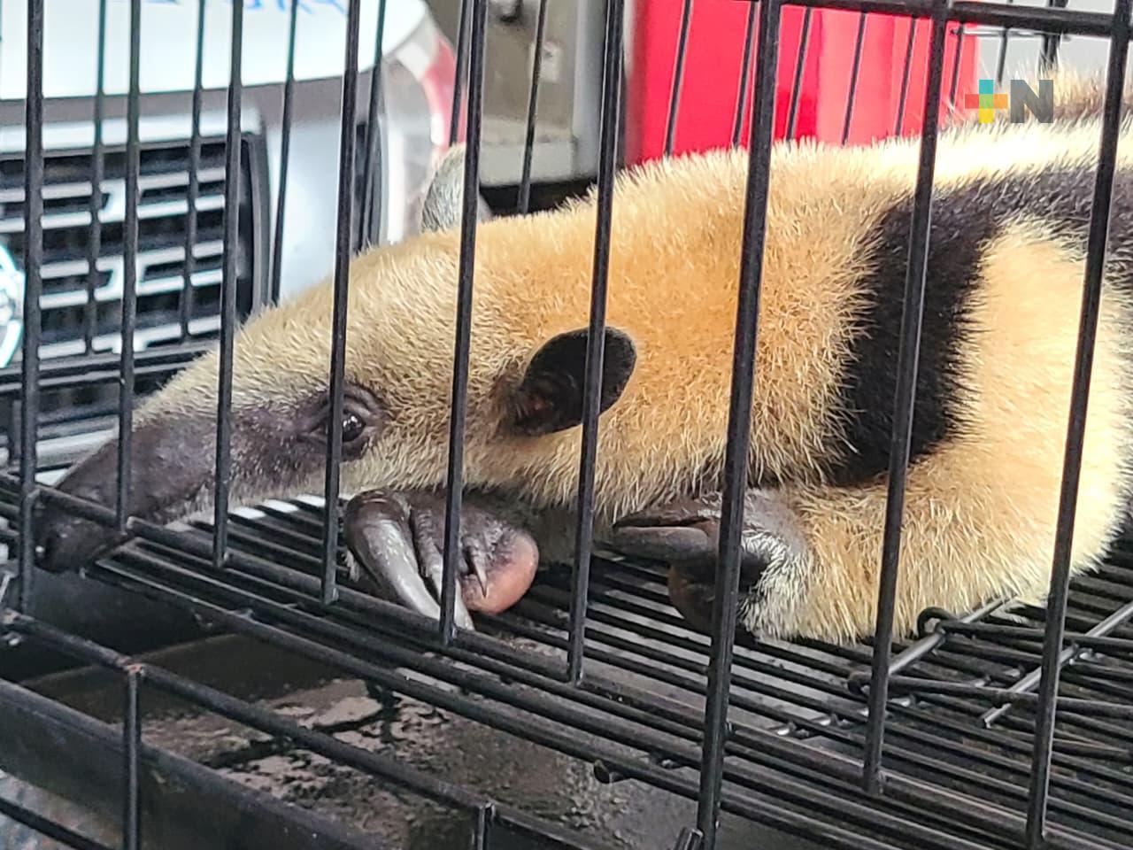 Rescatan oso hormiguero que se encontraba en una vivienda