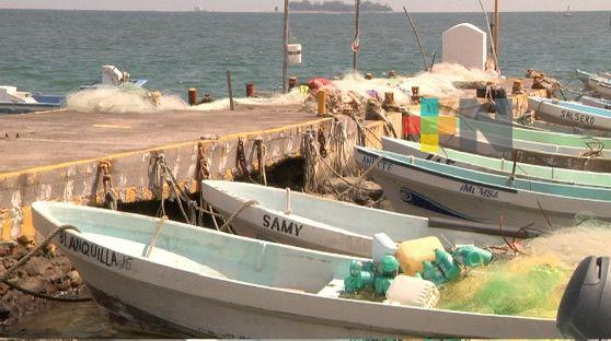 Regresan especies a la costas tras descender temperatura del mar