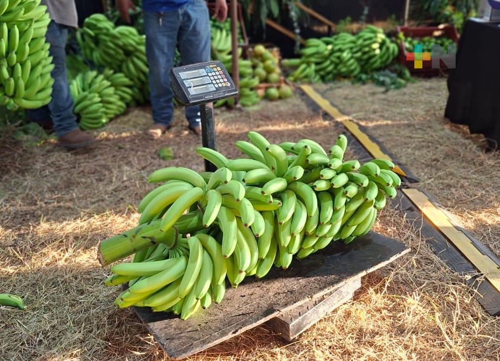 Concurso de racimos de plátano en Expo Feria Agrícola y Comercial de San Rafael