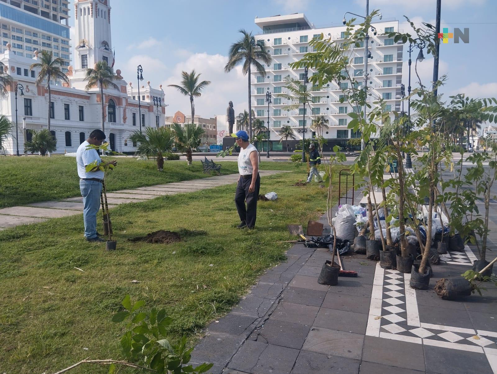 Siembran árboles en malecón de Veracruz
