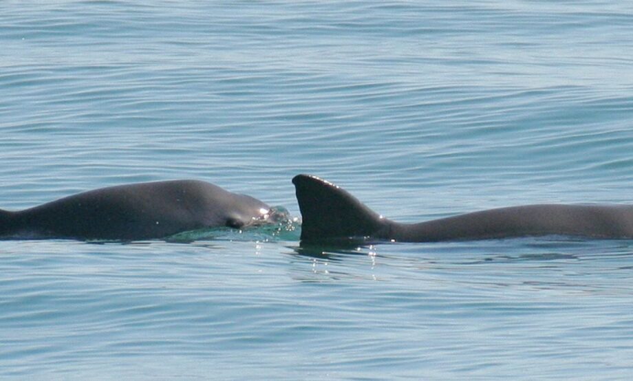 Madre y cría de vaquita marina se dejan ver en Baja California