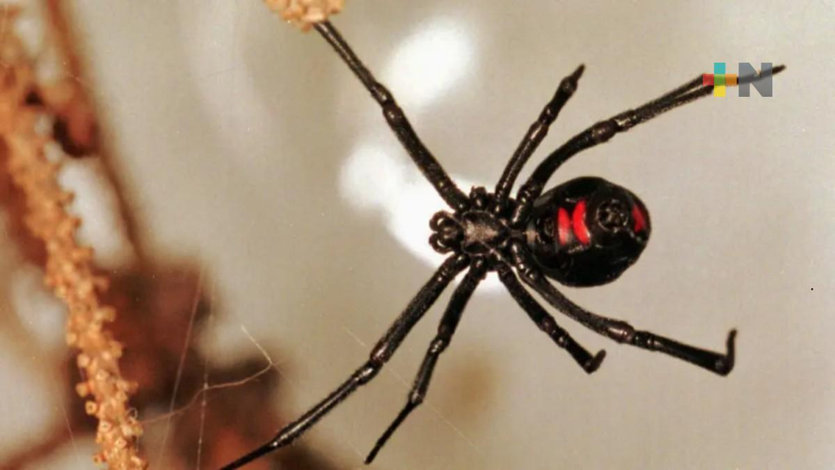 ¿Qué hacer si crees haber sido picado por una viuda negra?