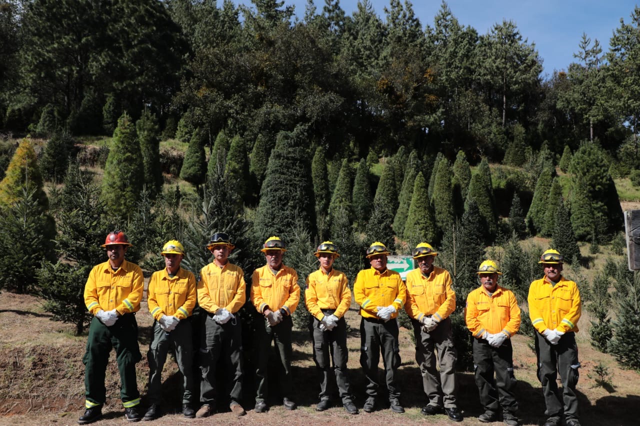 Primer corte legal de árbol navideño fortalece la silvicultura sustentable