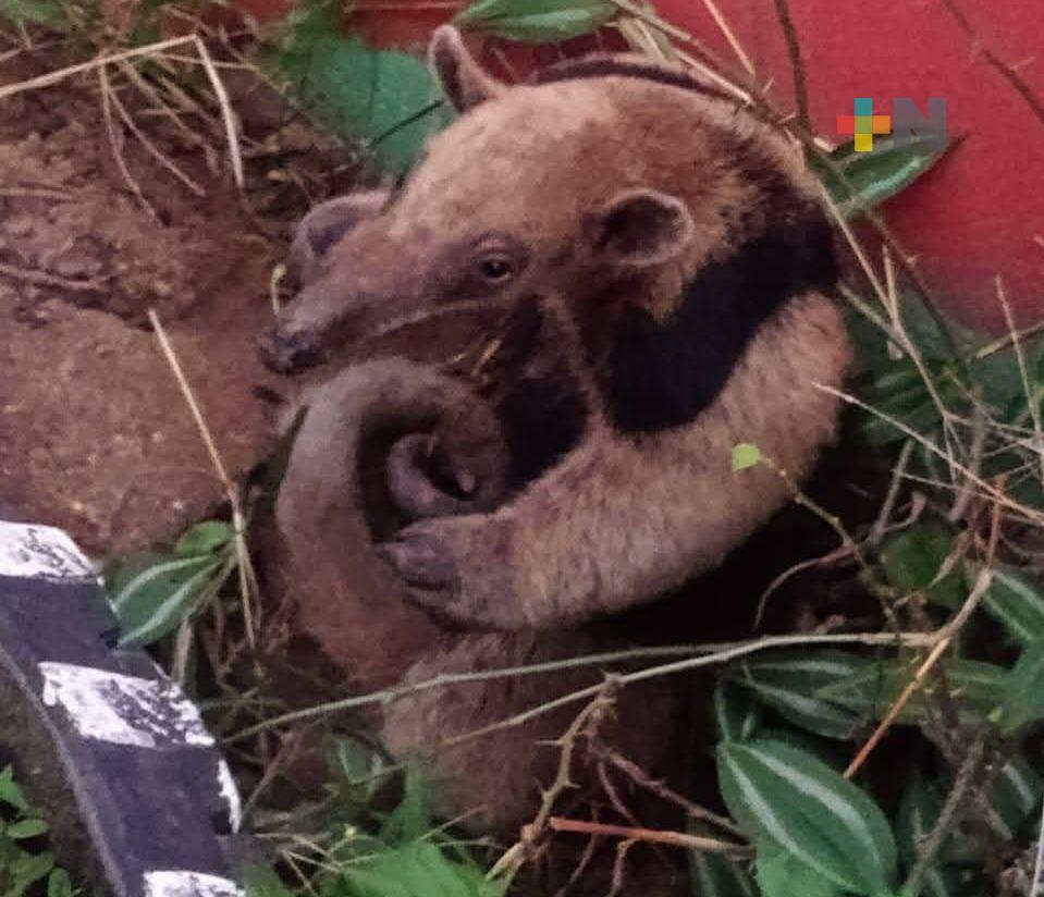 Rescatan a oso hormiguero en zona habitacional de Villa de Allende