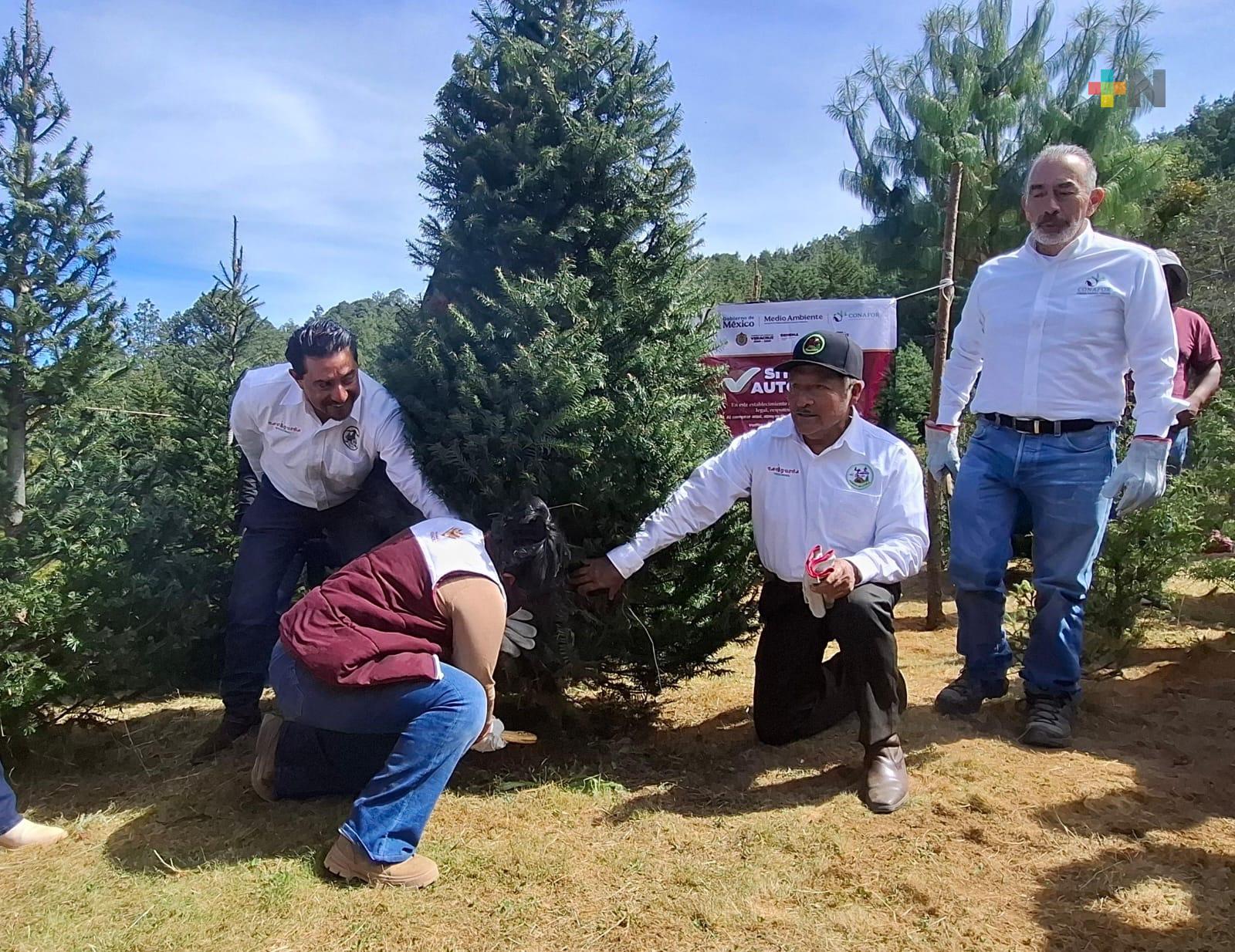 “Pulmones Verdes por Veracruz”: estrategia para reforestar y cuidar las áreas naturales del estado