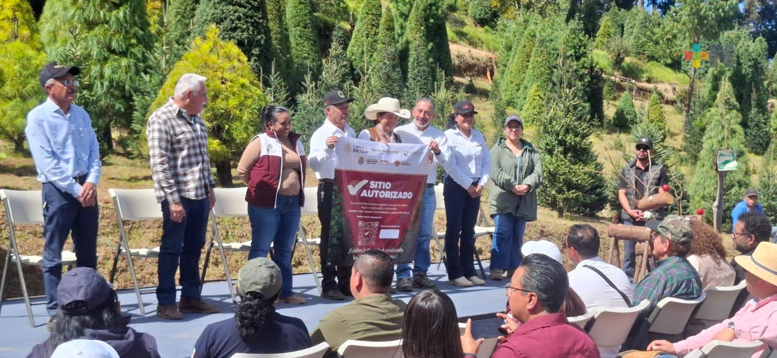 Comienza la temporada 2025 de árboles de Navidad en el Cofre de Perote