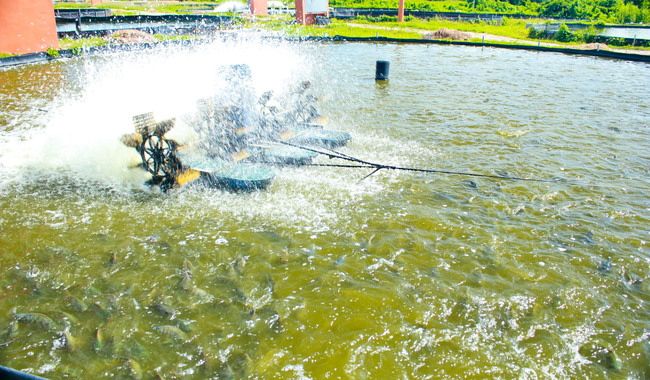 Cosechando Soberanía impulsa la acuacultura con créditos