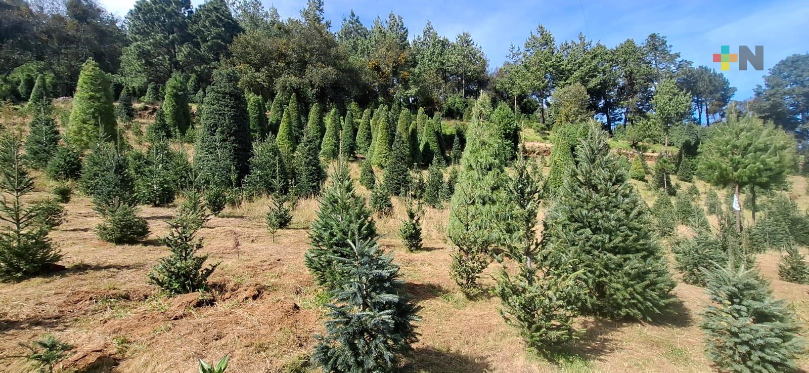 La siembra de pinos mejora el medio ambiente y genera sustento en Las Vigas