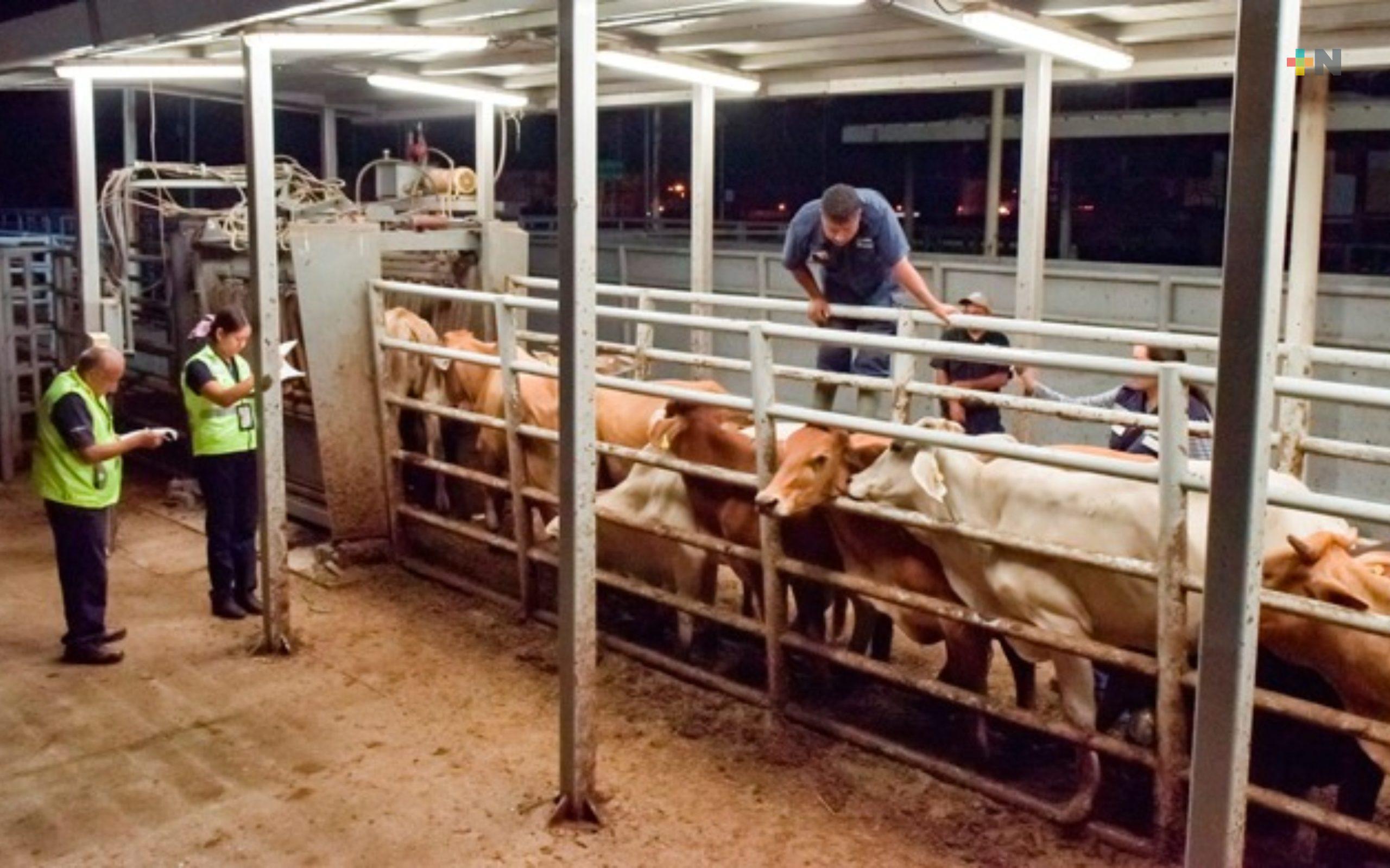 Fortalecen controles zoosanitarios con nuevos corrales de inspección en la frontera sur