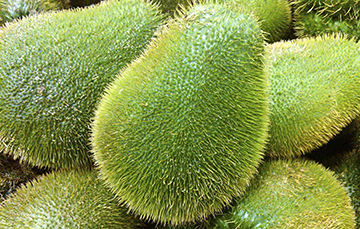 Veracruz es de los mayores productores de chayote, tesoro ancestral del campo mexicano