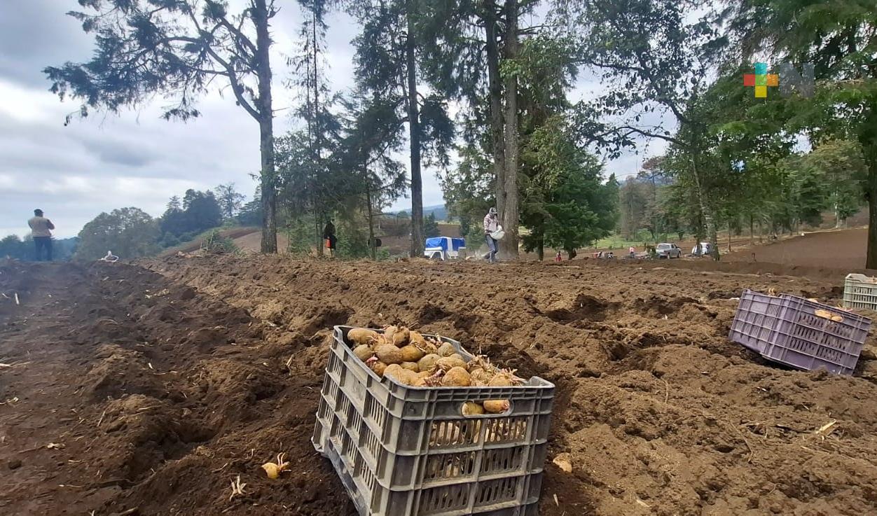 Deben evitarse cultivos de papa en zonas de bosque de niebla