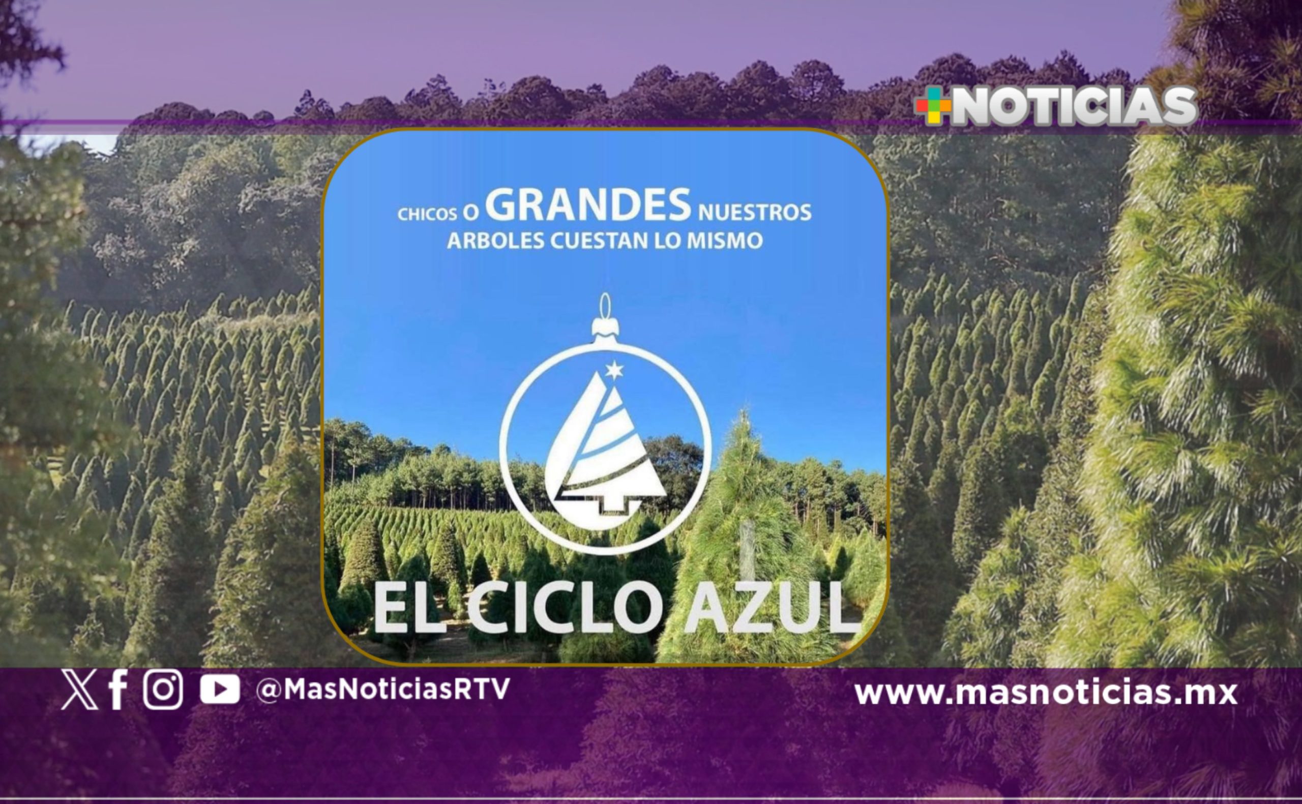 Ciclo Azul ofrece el mejor servicio para escoger y cortar en familia el árbol de Navidad