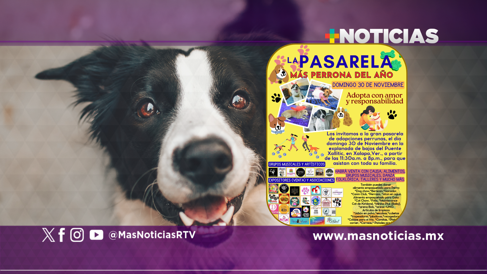 Xallitic recibirá «La pasarela más perrona del año»