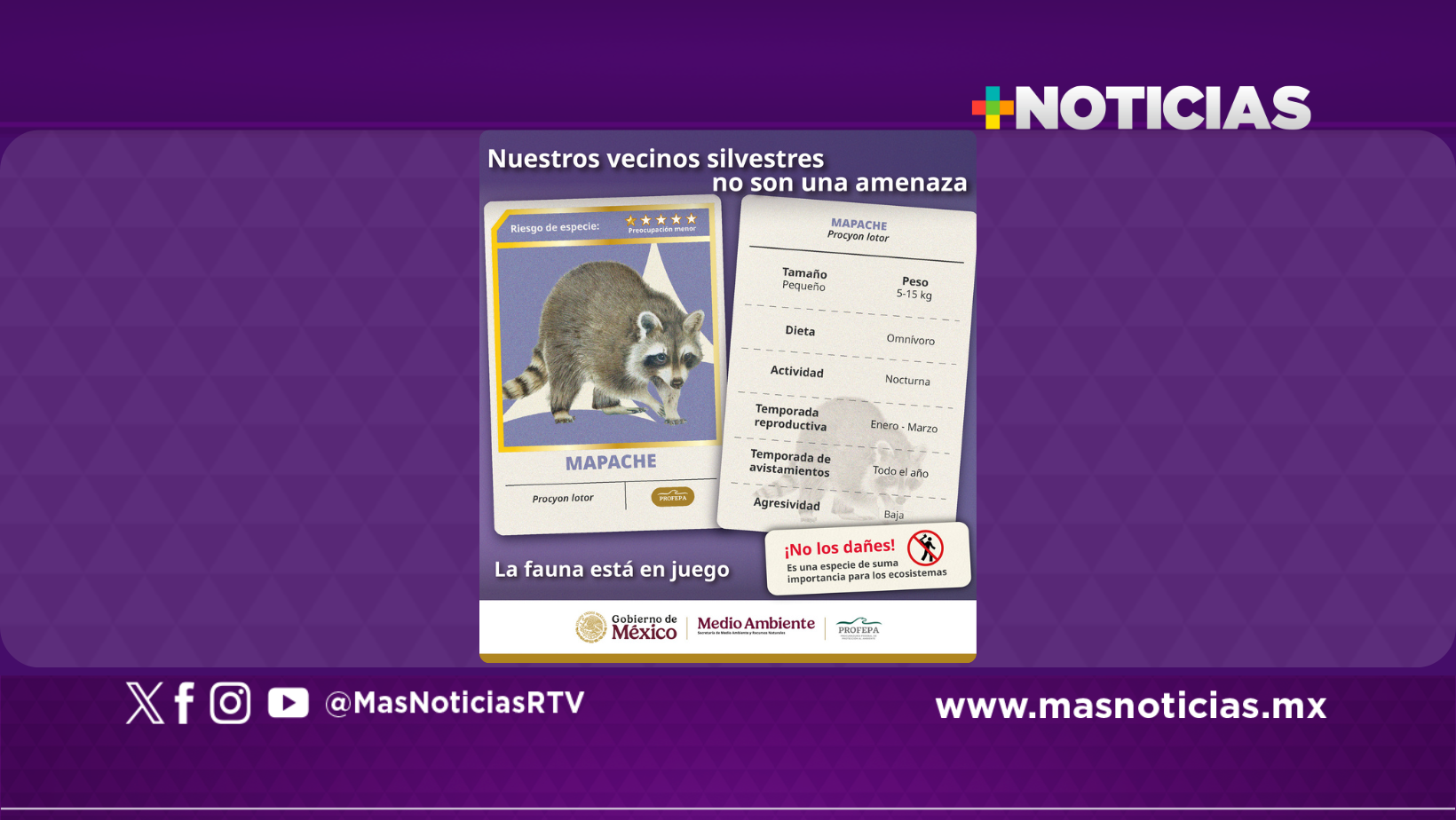 Profepa invita a convivir responsablemente con la fauna silvestre urbana