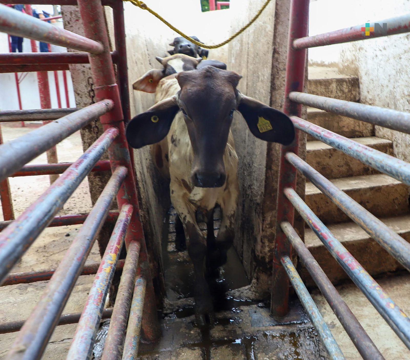 Jilotepec y municipios de la región buscan prevenir la llegada del gusano barrenador del ganado