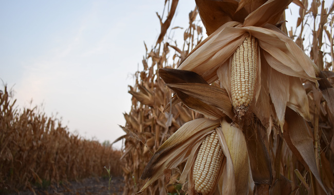 Gobierno de México e industria acuerdan base histórica para maíz blanco en el Bajío