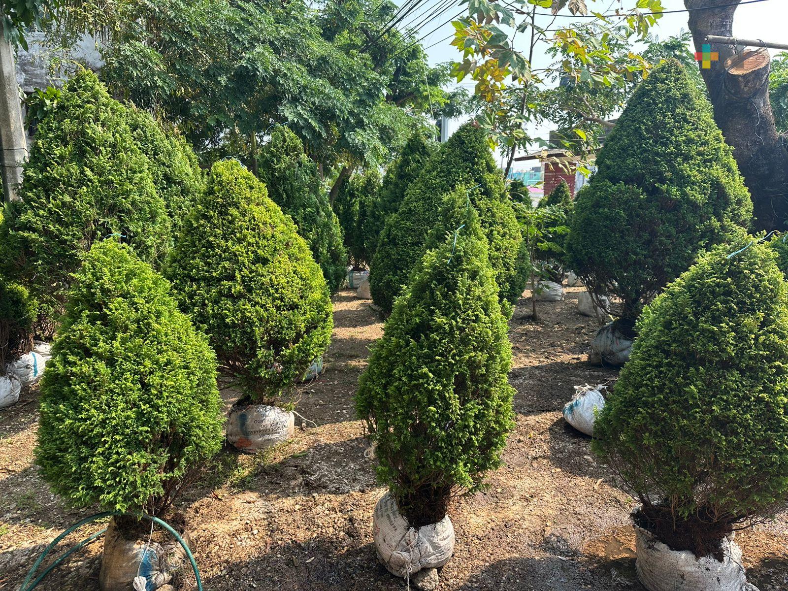 Pinos naturales de la región de Orizaba, llegan a Coatzacoalcos