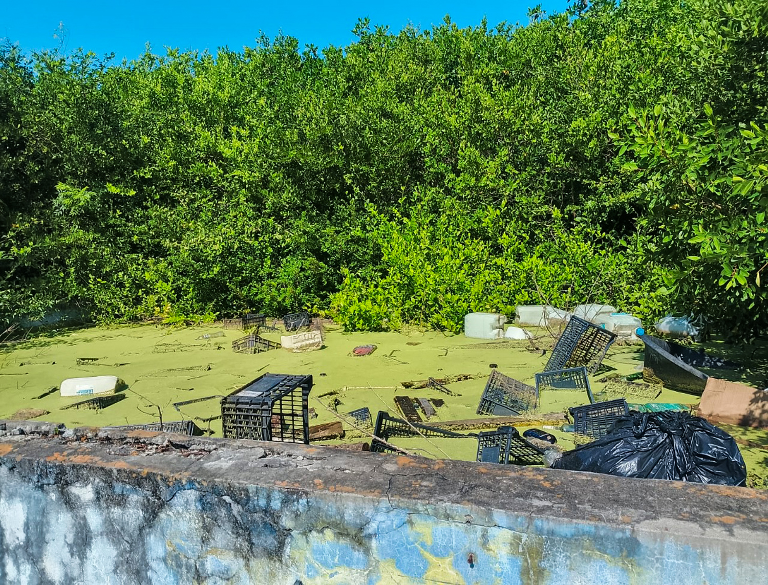 Profepa realiza inspección a ecosistemas costeros; clausuran restaurante en Alvarado