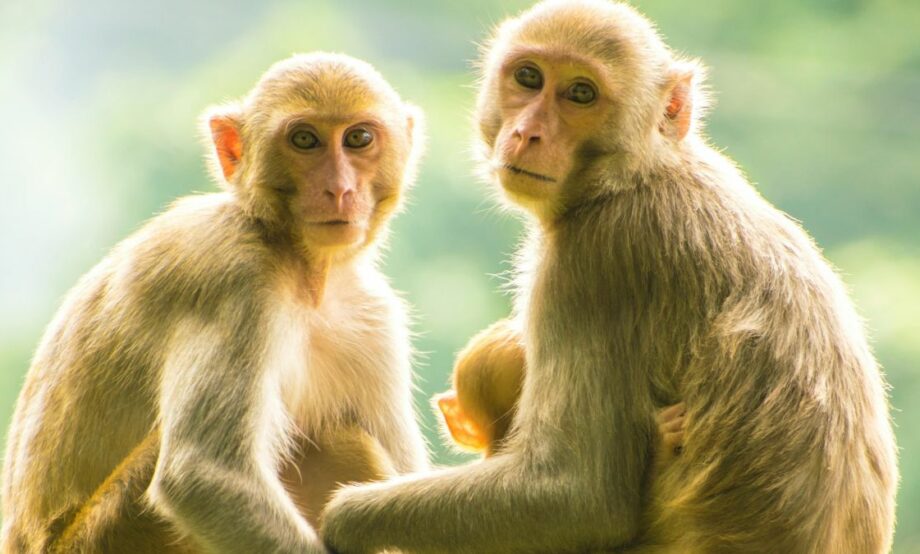 Al ritmo de Barry White… Monos aprenden a seguir el ritmo musical