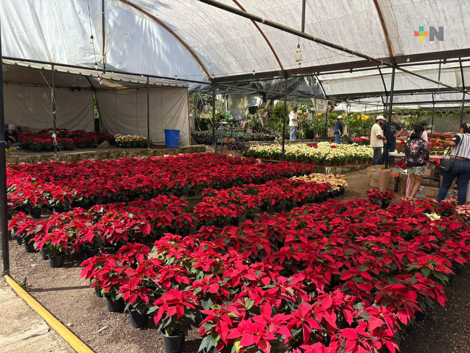 Productores locales inician ventas de nochebuenas