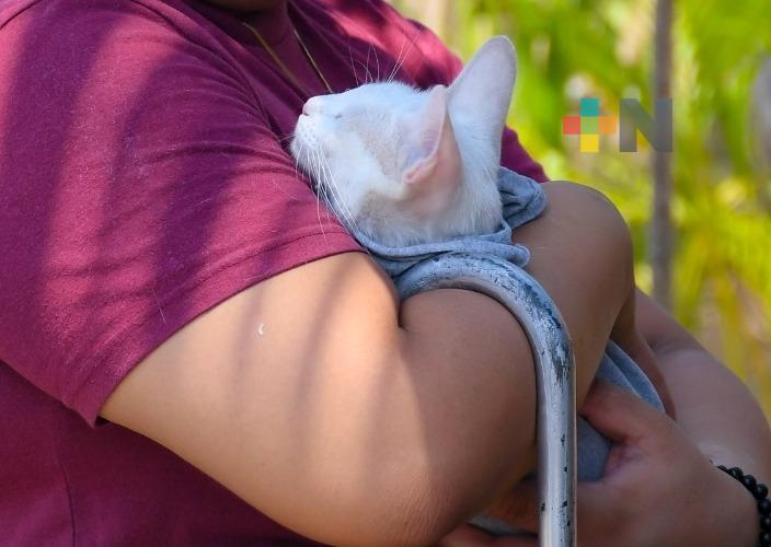 Jornada gratuita de esterilización canina y felina en Villa Allende