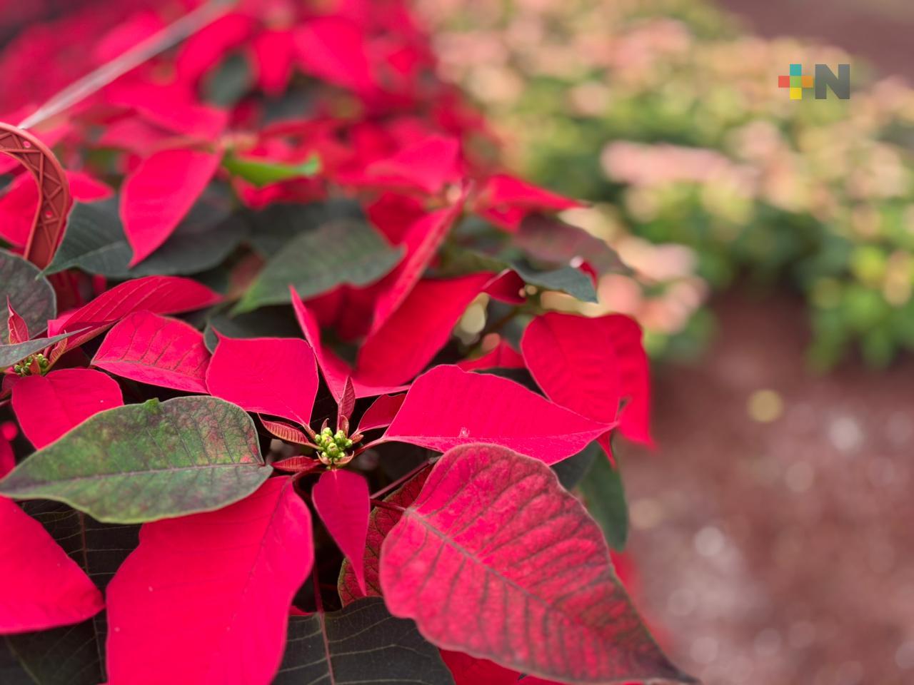 Nochebuenas que florecen en La Estanzuela