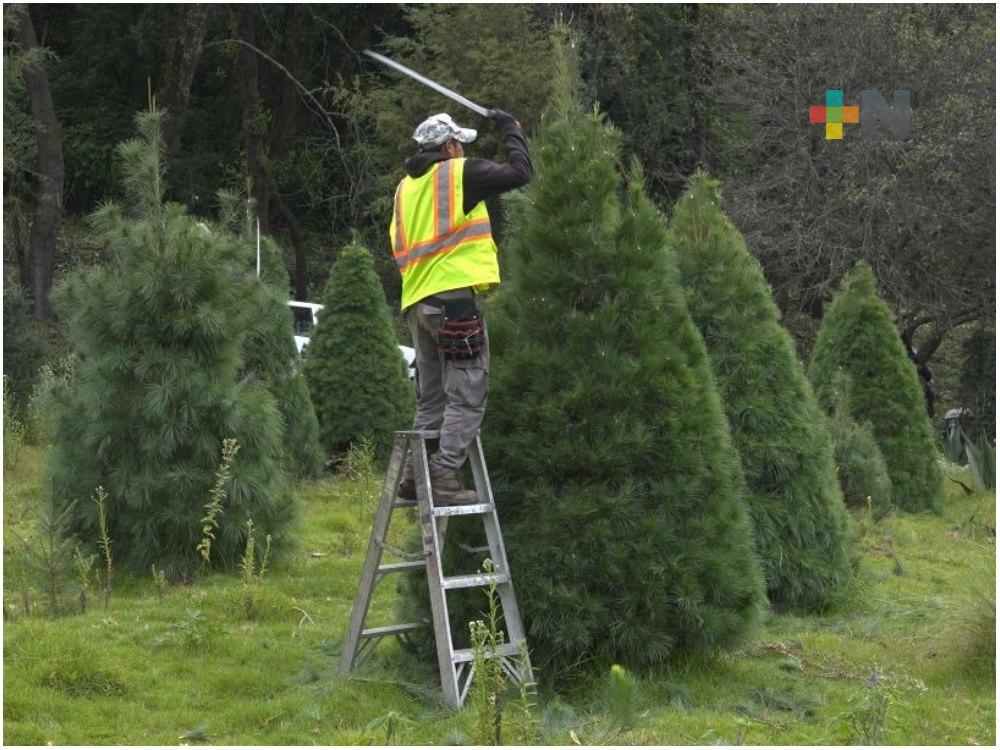 Veracruz destaca en la producción nacional de árboles de Navidad