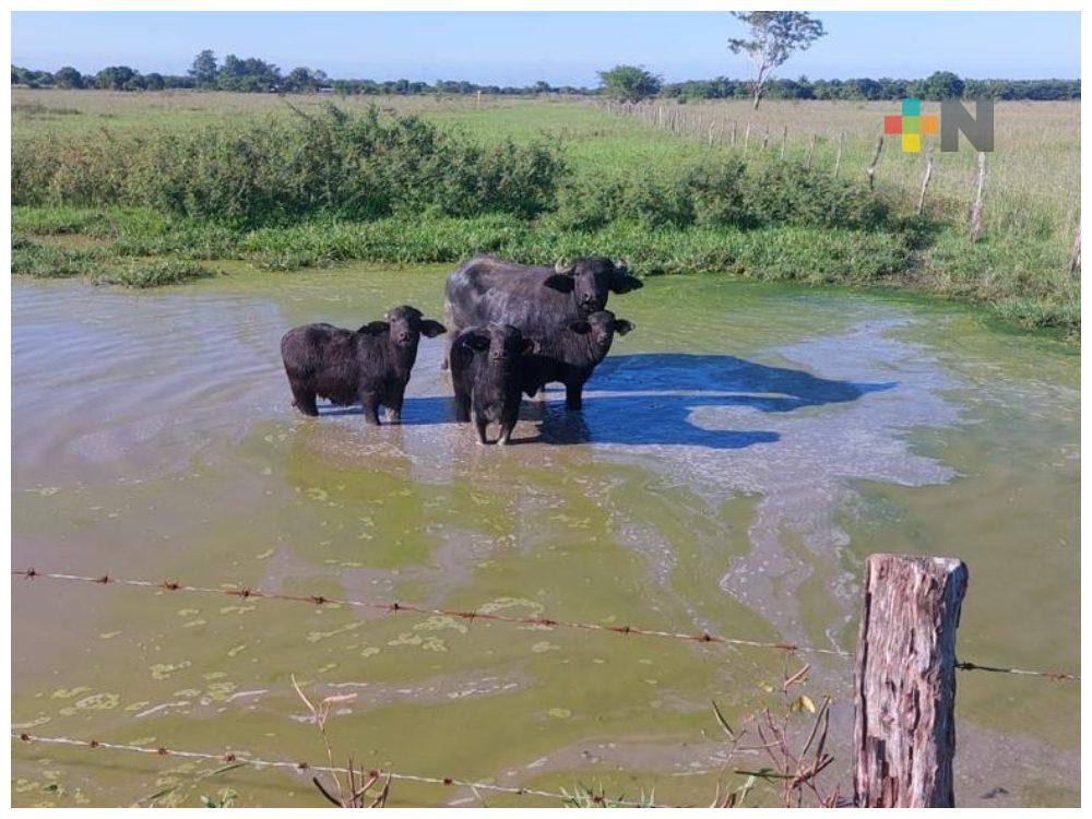 Sur de Veracruz lidera el auge de la carne de búfalo en el sureste de México