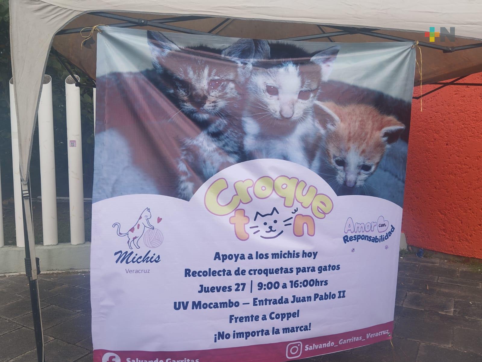 Universitarios realizan croquetón para gatos en situación vulnerable