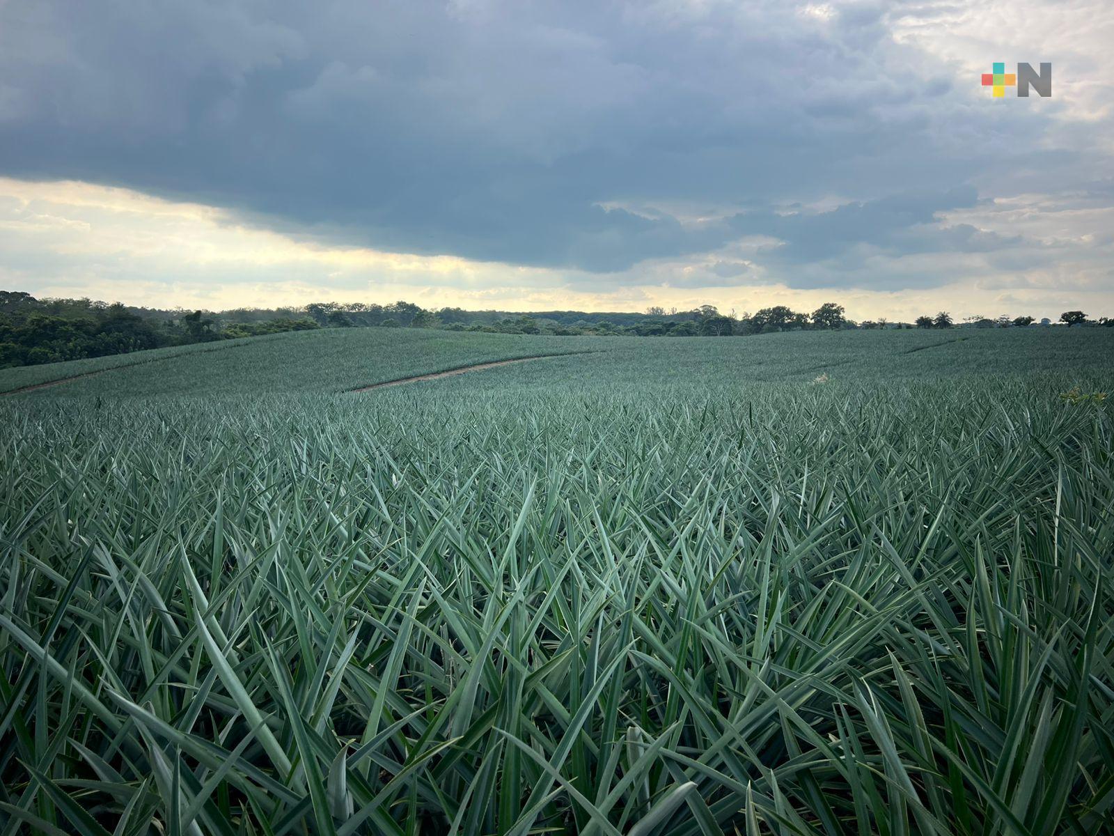 Piñeros de Isla y Azueta afinan técnicas para una cosecha sólida y rentable