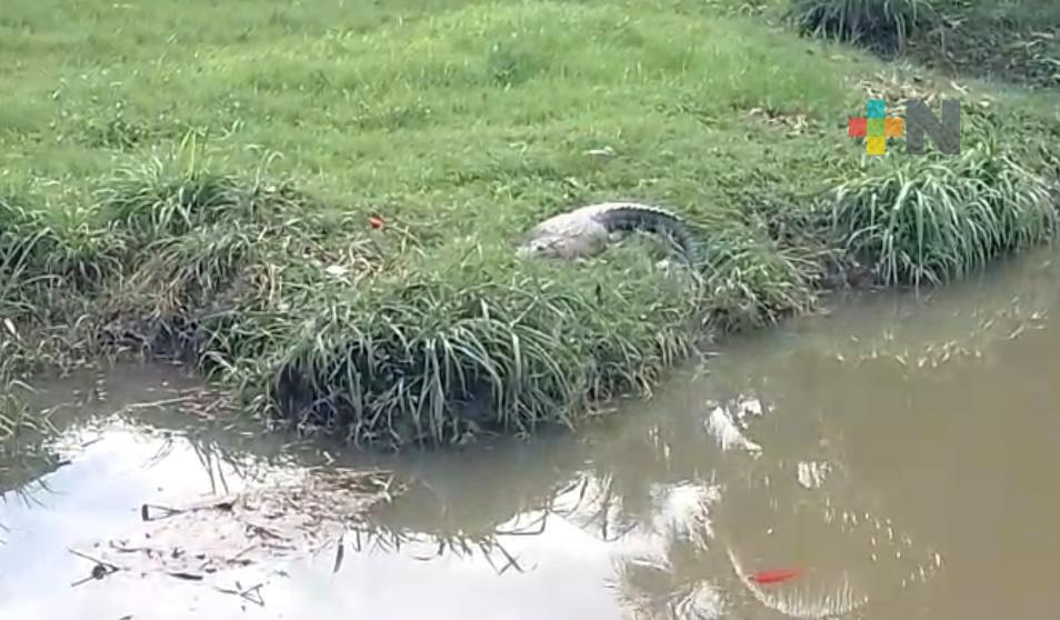 Aparecen cocodrilos en canales de aguas negras en Minatitlán