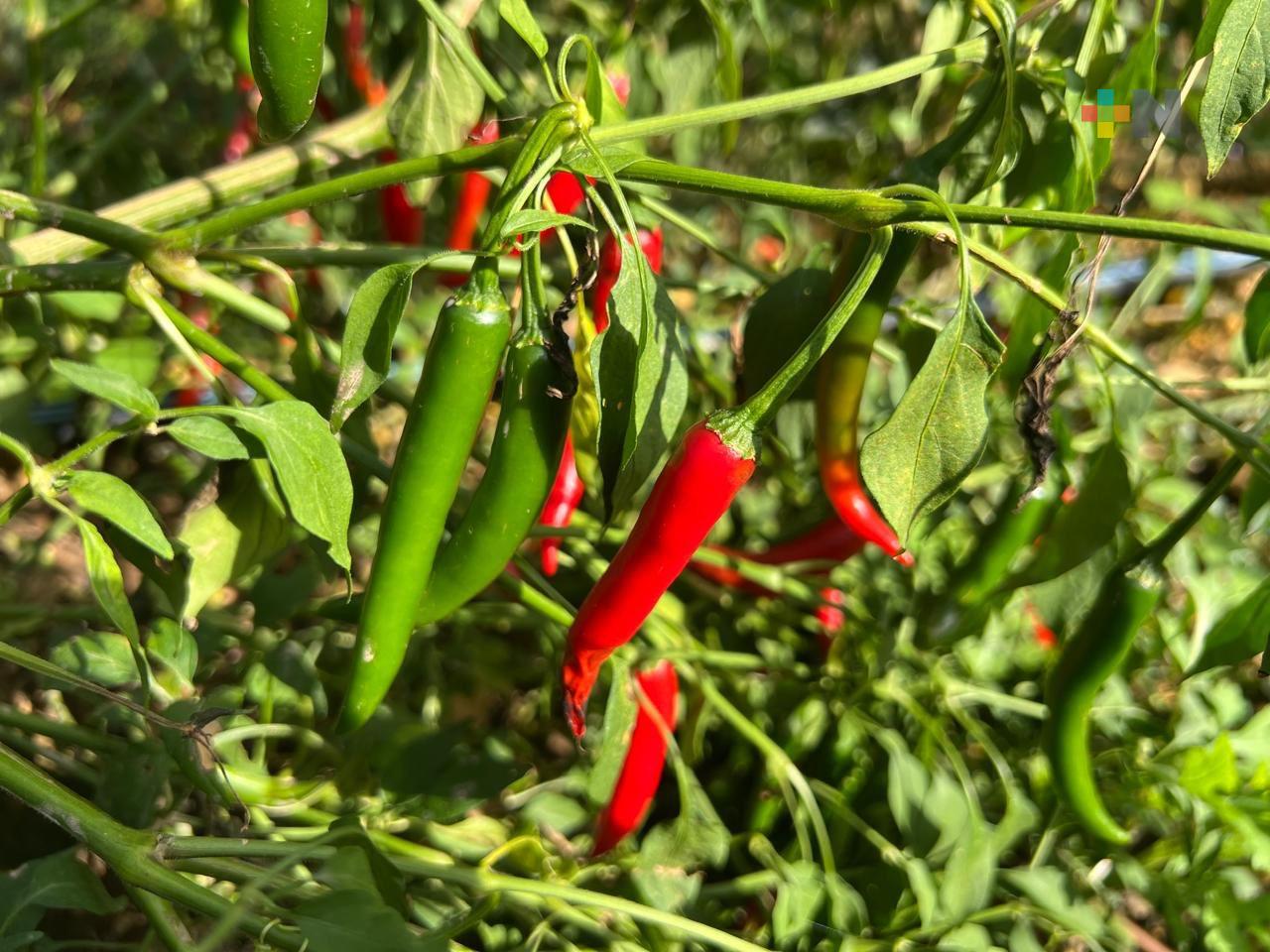 Cosecha de chile, una importante fuente de ingresos para familias de Azueta