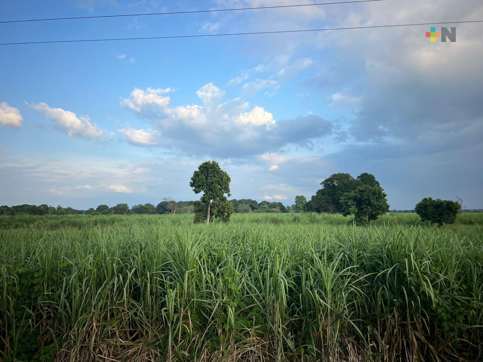 Panorama del sector cañero: avances, desafíos y llamado a la unidad