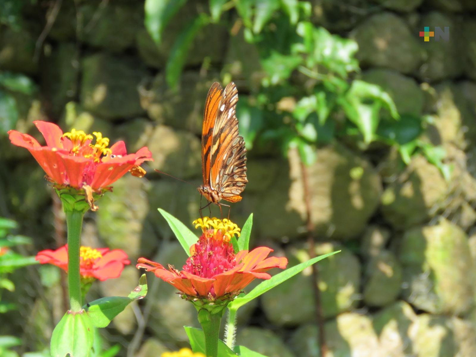 Impulsan jardines de polinizadores en zonas urbanas