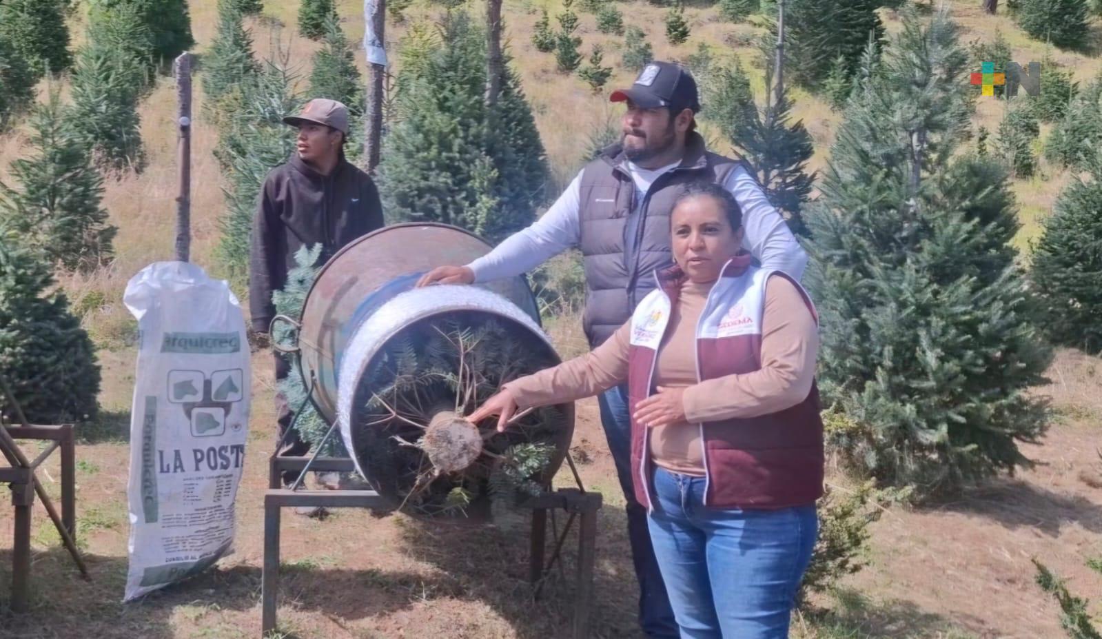 Lanzan campaña Eco Navidad para reciclar pinos en todo el estado