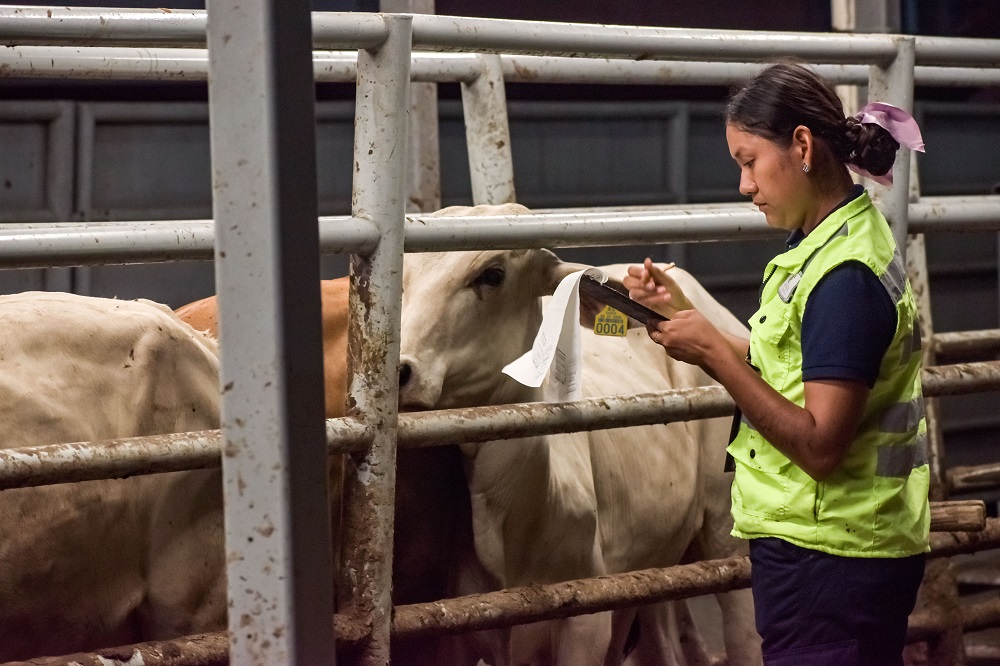 A un año del primer caso de gusano barrenador del ganado, casos activos son mínimos del hato nacional