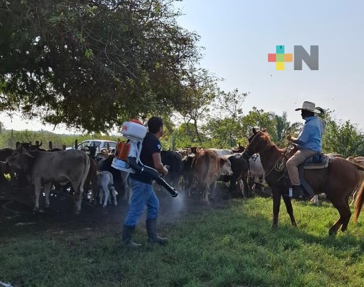 Inician labores de fumigación y desinfección en congregación de Coatzacoalcos