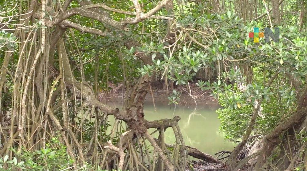Destrucción de manglares pone en riesgo el ecosistema veracruzano, alertan especialistas