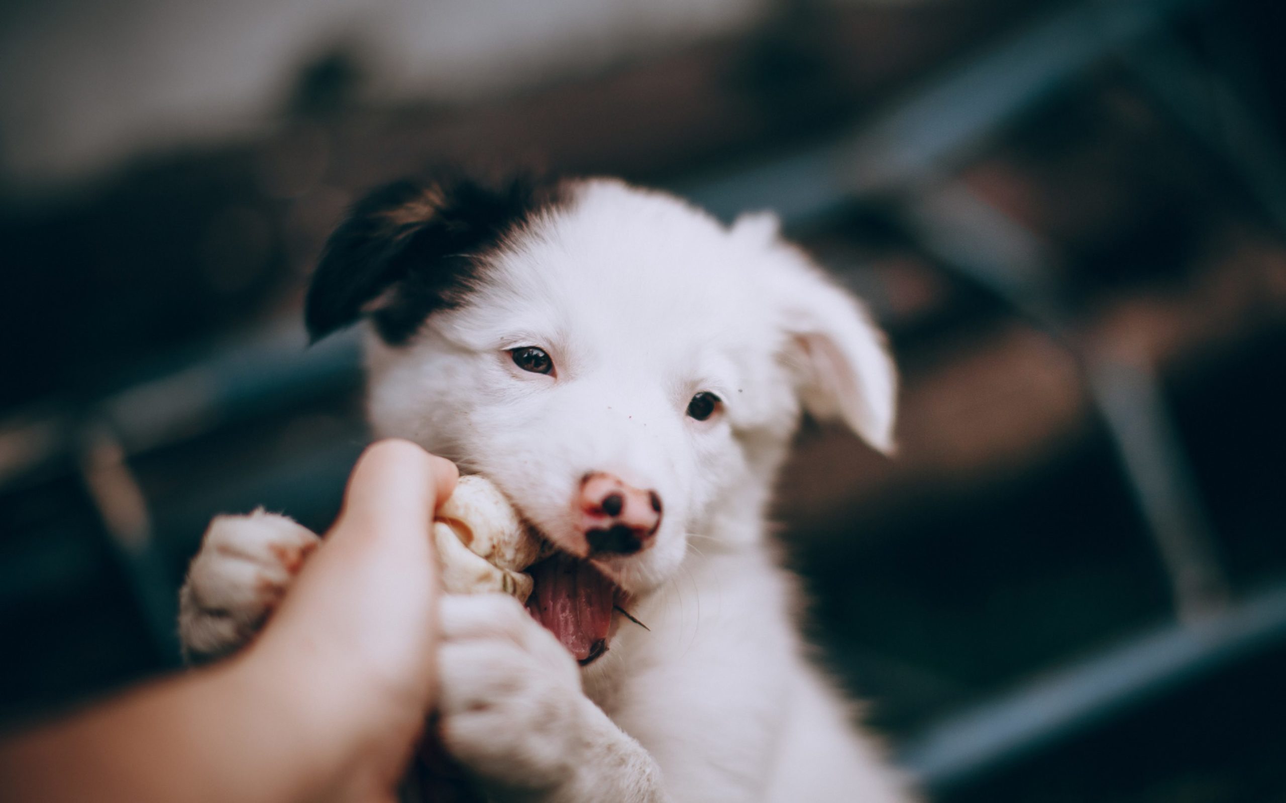 Organizan acciones para el respeto y protección animal