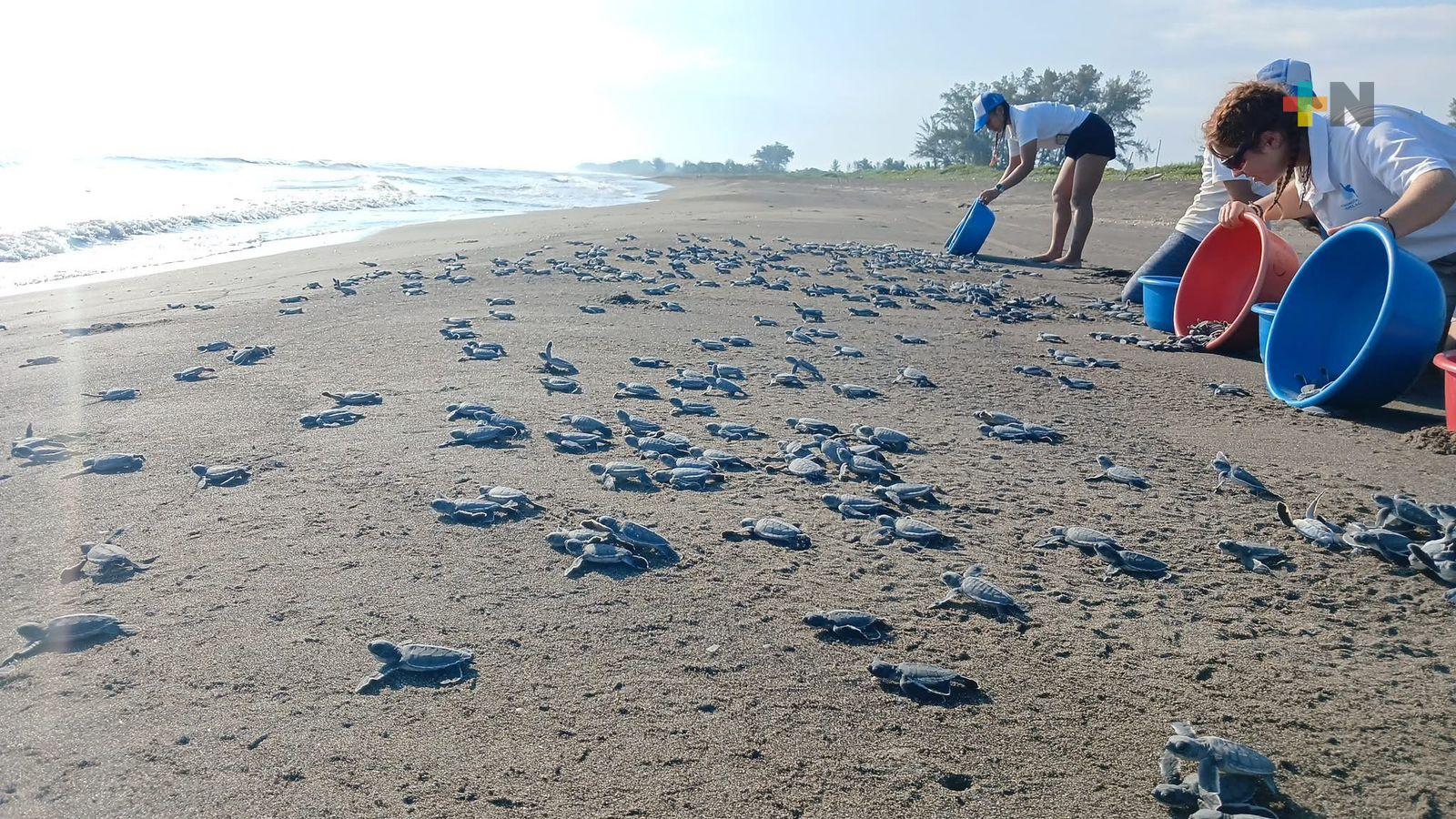 Finaliza la temporada de tortugas marinas 2025 en zona de Nautla