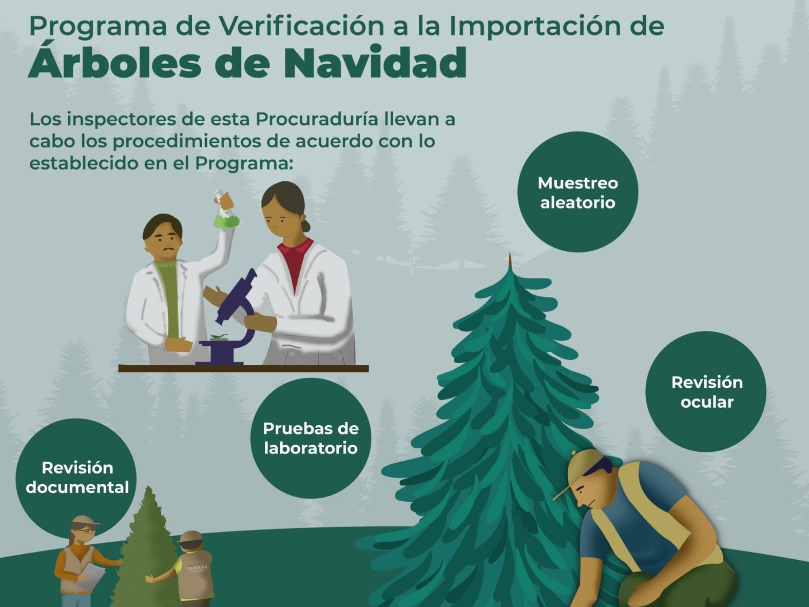 Inicia Profepa operativo para verificar árboles de Navidad importados
