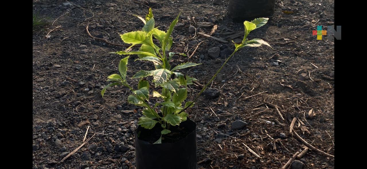 Arborización impulsa cuidado ambiental en la Reserva II de Veracruz