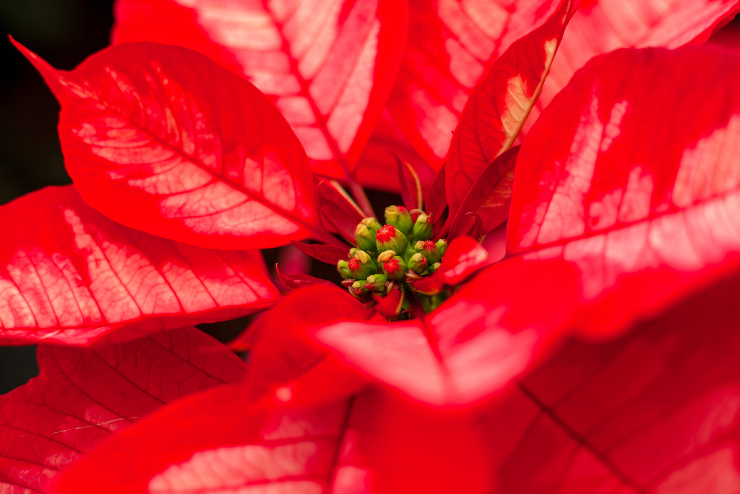 Nochebuena, tesoro natural de los campos mexicanos