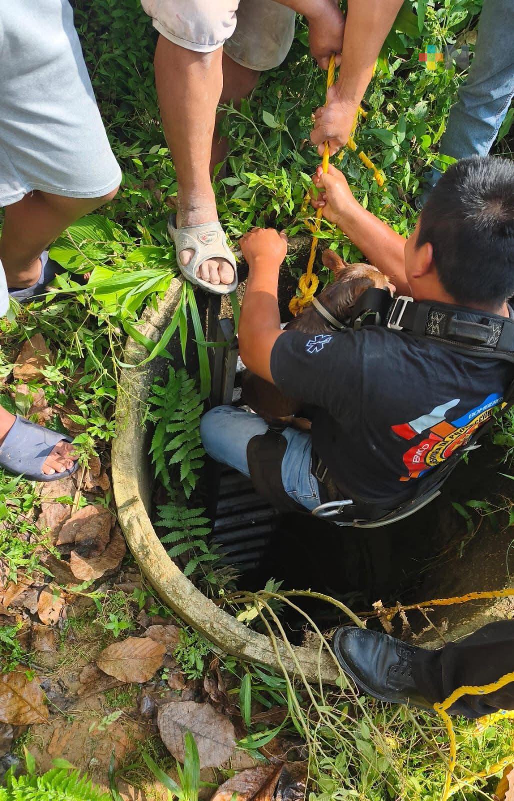 Protección Civil rescata a perro que cayó en un pozo en Cosoleacaque