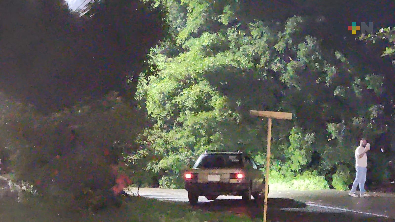 Rachas de viento derriban árbol y bloquean carretera en Rojo Gómez, Tlapacoyan