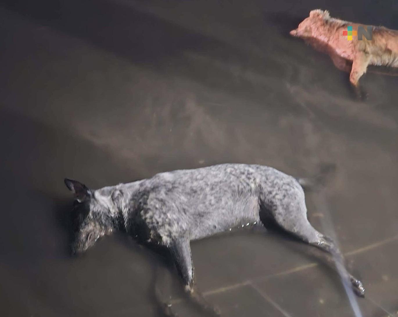 Aumentan casos de envenenamiento de perros y gatos en Coatzacoalcos