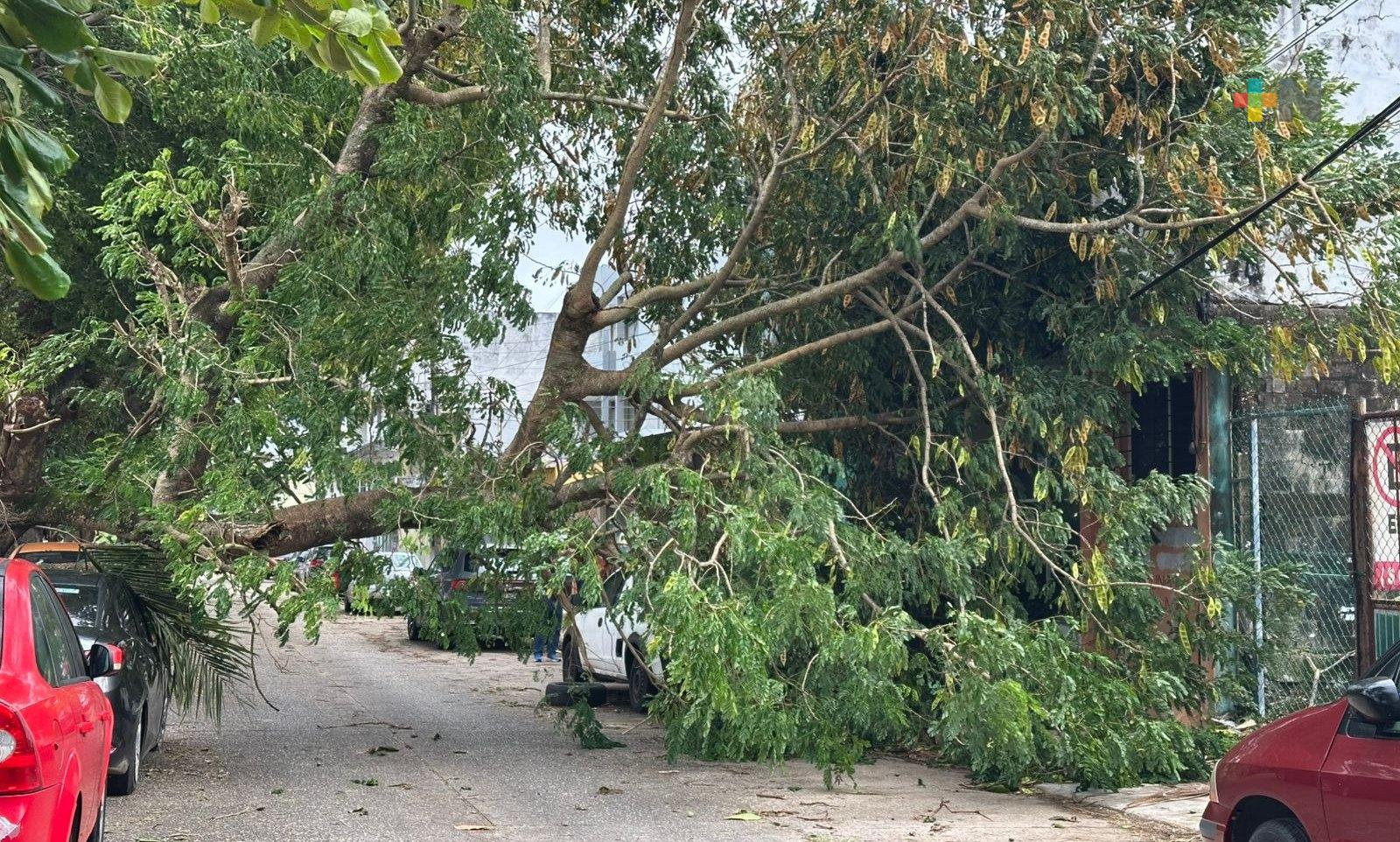 Frente Frío 25 deja afectaciones en Coatzacoalcos.